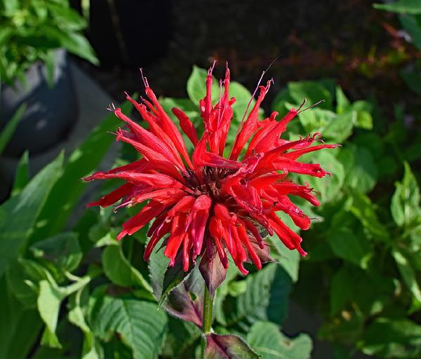 Bee Balm