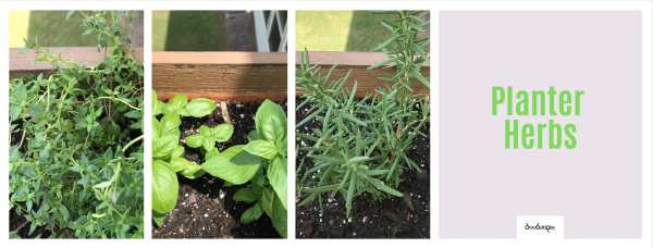 Planter Herbs